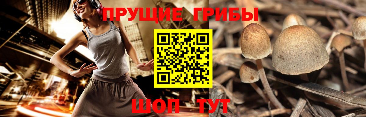 Галлюциногенные грибы GOLDEN TEACHER  Вход с VPN  Похвистнево 